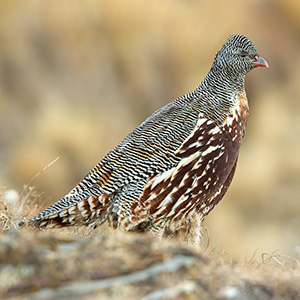 Snow Partridge